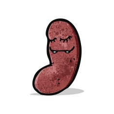 cartoon kidney N4