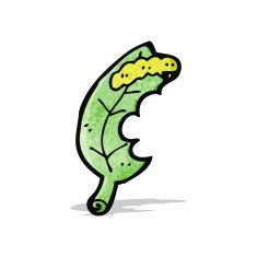 cartoon leaf and caterpillar N3