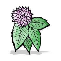 flower and leaf illustration