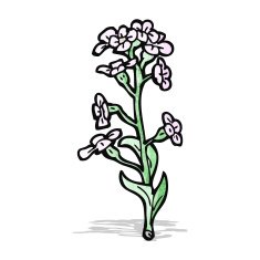 wildflowers illustration