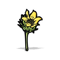 wildflowers illustration N3