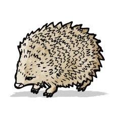 hedgehog illustration