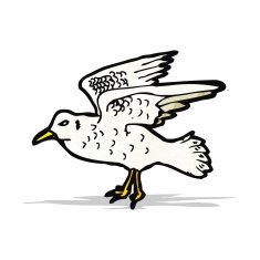 Seagull Illustration N3