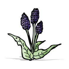 wild flowers cartoon N5
