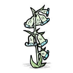 wild flowers illustration