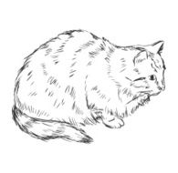 Vector Sketch Cat N10