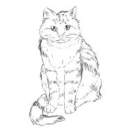Vector Sketch Cat N11