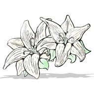 flowers illustration N11
