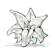 flowers illustration N12