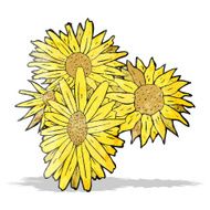 flowers illustration N14