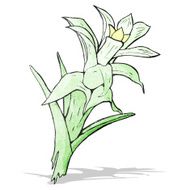 flowers illustration N15