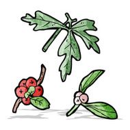 cartoon winter berries