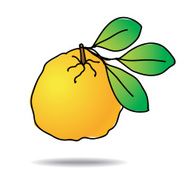 Freehand drawing ugli fruit icon