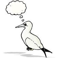 cartoon sea bird