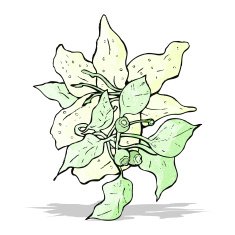 flowers illustration N7