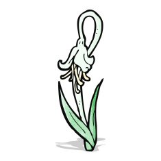 cartoon snowdrop N2