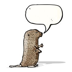 beaver illustration