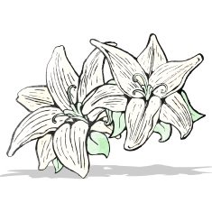 flowers illustration N11