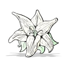 flowers illustration N12