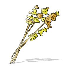 flowers illustration N16