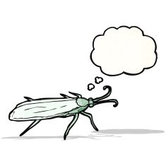 insect illustration N3