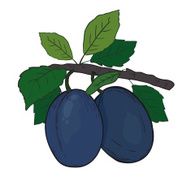 Pulms on branch