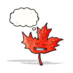 cartoon red maple leaf with thought bubble