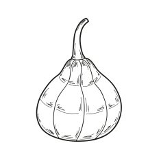 pumpkin illustration vector N2