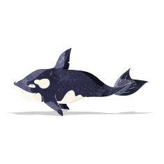 Cartoon Killer Whale N4