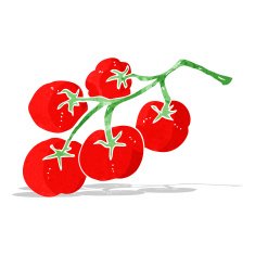 tomatoes on vine illustration N2