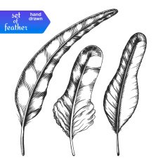 Hand drawn feather set