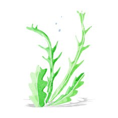 Cartoon Seaweed N22