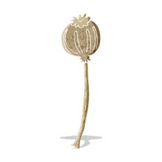 cartoon dried poppy N3