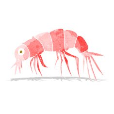 Cartoon Shrimp N15