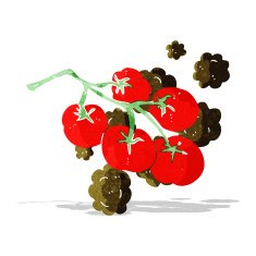 green tomatoes on vine illustration N2