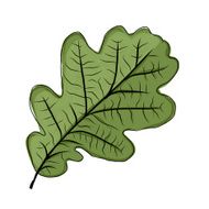 Oak leaf green sketch for your design