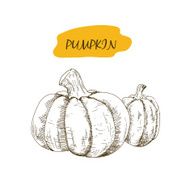 Pumpkin N12