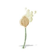 cartoon dried poppy N6