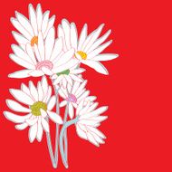 Daisies red card