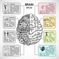 Brain hemispheres sketch infographic