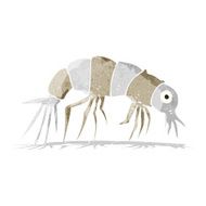 Cartoon Shrimp N21