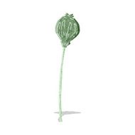 cartoon dried poppy N8