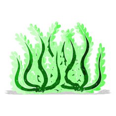 Cartoon Seaweed N29