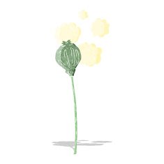 cartoon dried poppy N5