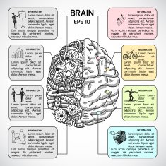 Brain hemispheres sketch infographic