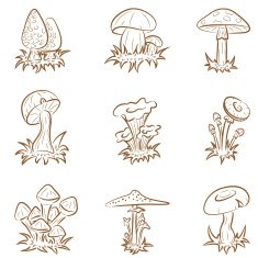 Mushrooms N4