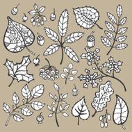 Set Decorative Autumn leaves berries acorns