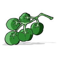 green tomatoes on vine illustration N4
