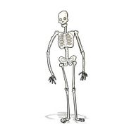cartoon spooky skeleton N4