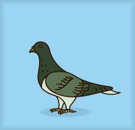 Pigeon